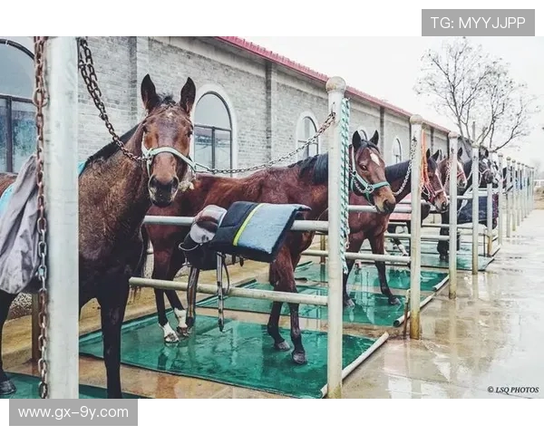 文安足球主场建设规划及周边配套设施提升项目全面启动